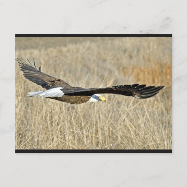 American Bald Eagle III Postcard Postkarte (Vorderseite)