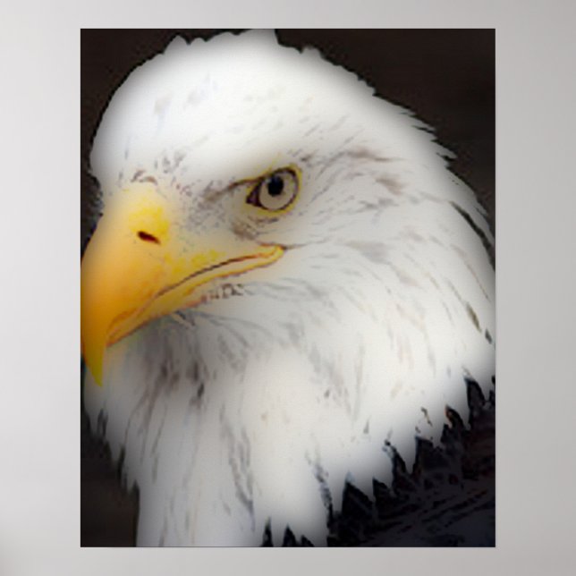 'American Bald Eagle in Portrait' Poster (Vorne)