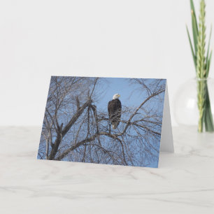 American Bald Eagle in Tree Card - Blank Inside Karte