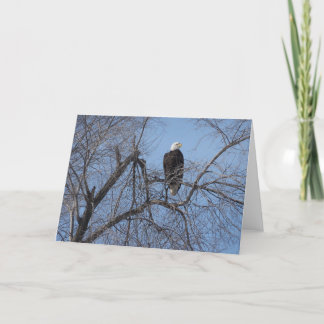 American Bald Eagle in Tree Card - Blank Inside Karte