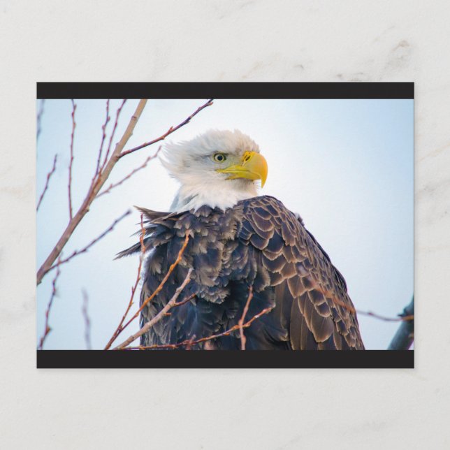 American Bald Eagle IV Postkarte (Vorderseite)