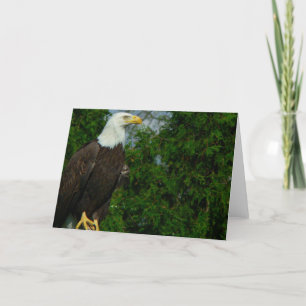 American Bald Eagle Karte