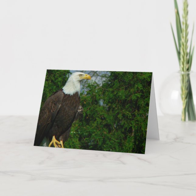 American Bald Eagle Karte (Vorderseite)