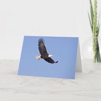 American Bald Eagle Karte