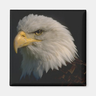 American Bald Eagle Magnet