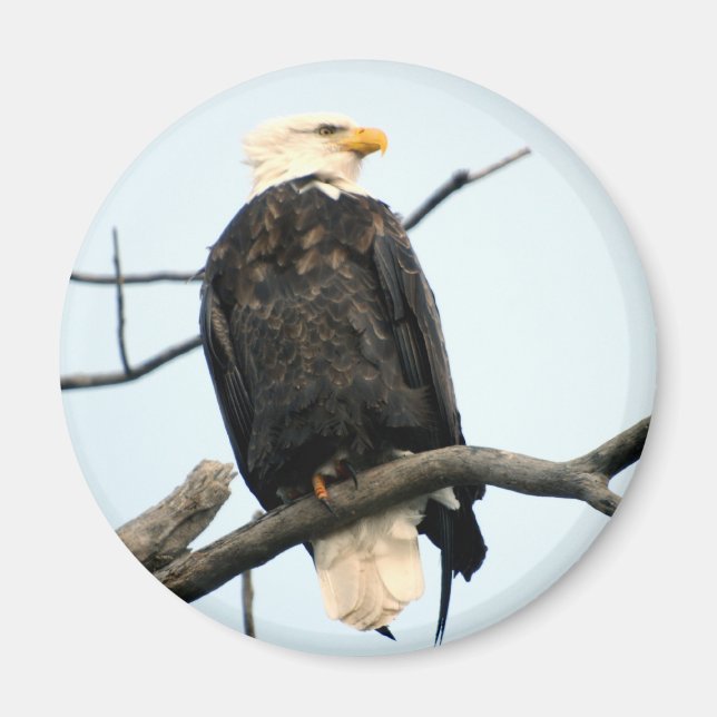 American Bald Eagle Magnet (Vorne)