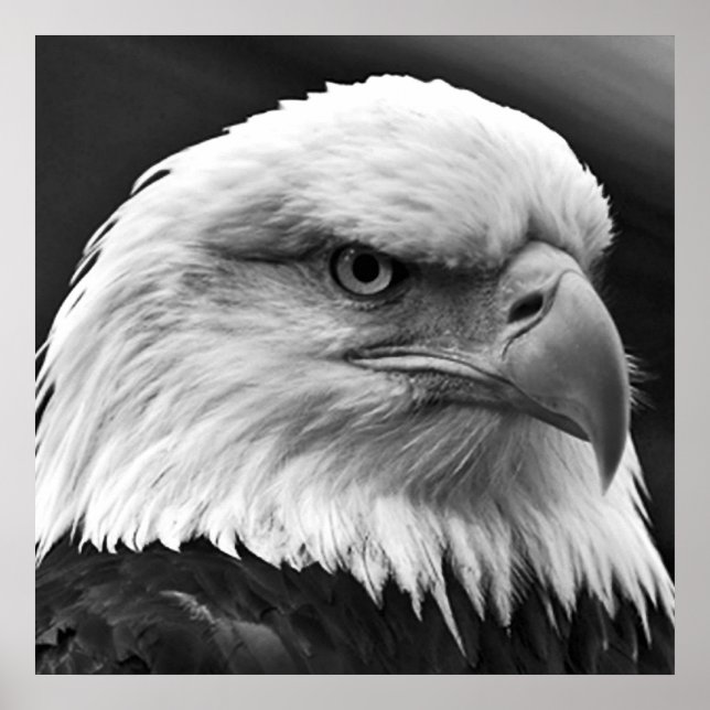 American Bald Eagle Motivierend Leadership Poster (Vorne)
