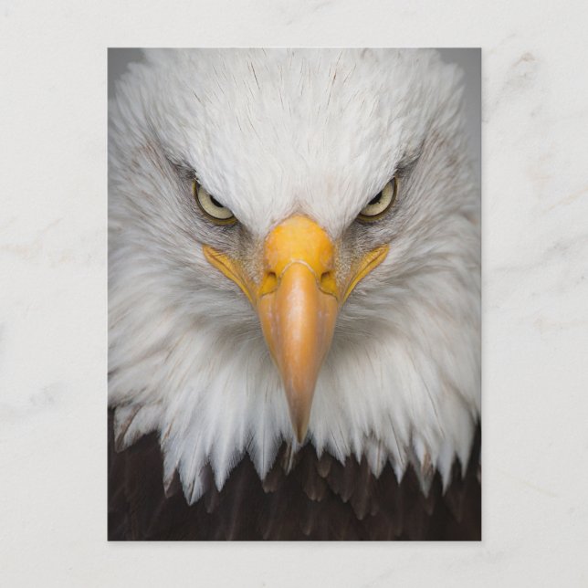 American Bald Eagle Nah-up Foto Postkarte (Vorderseite)