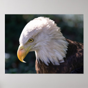 American Bald Eagle Nah-Up Poster