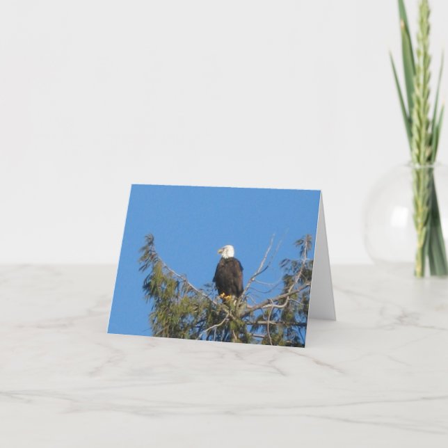 American Bald Eagle Note Card Karte (Vorderseite)