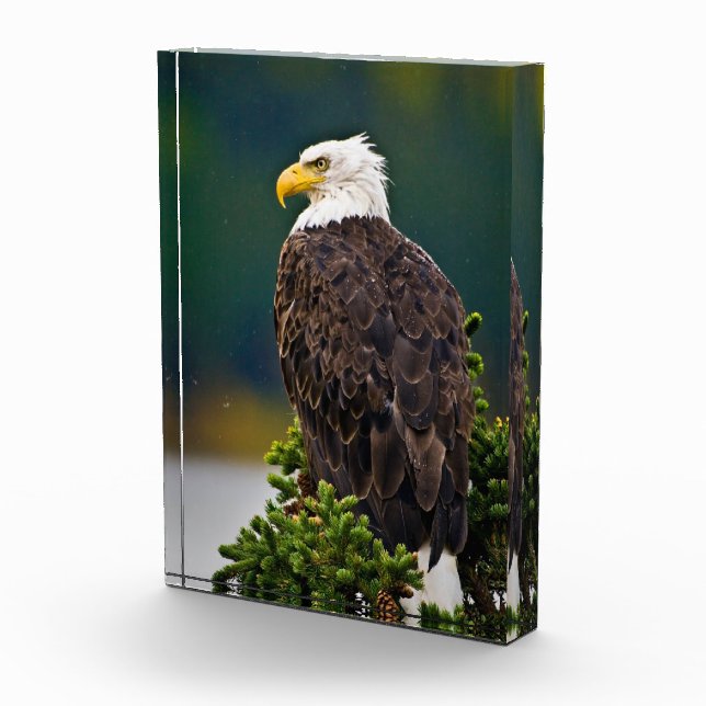 American Bald Eagle Perched Fotoblock (Rechts)