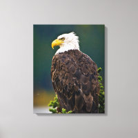 American Bald Eagle Perched