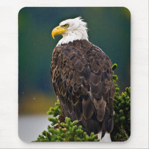 American Bald Eagle Perched Mousepad