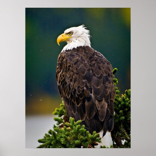 American Bald Eagle Perched Poster (Vorne)