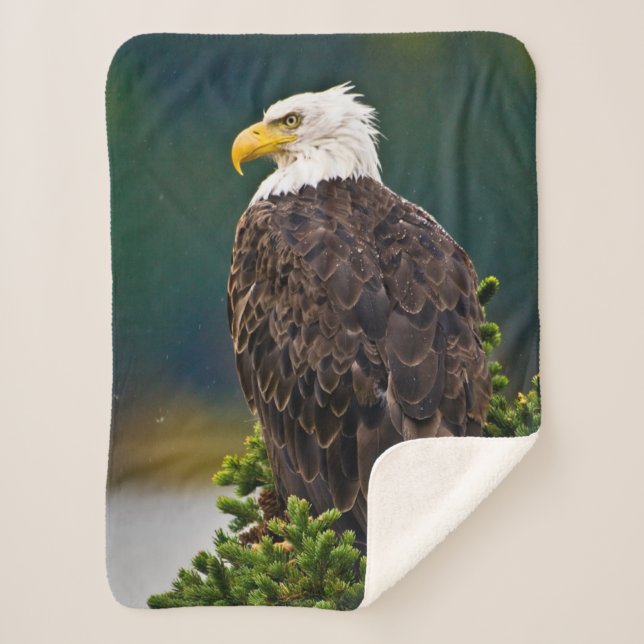 American Bald Eagle Perched Sherpadecke (Vorderseite)