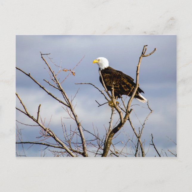 American Bald Eagle / Postcard Postkarte (Vorderseite)