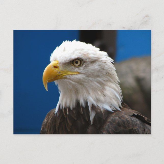 American Bald Eagle Postcard Postkarte (Vorderseite)