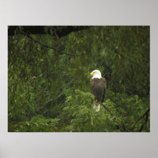American Bald Eagle Poster