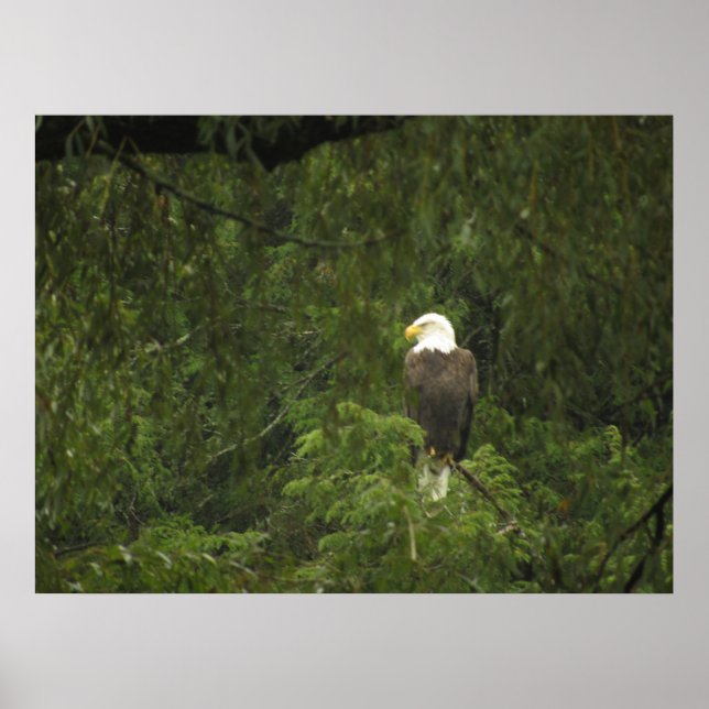 American Bald Eagle Poster (Vorne)