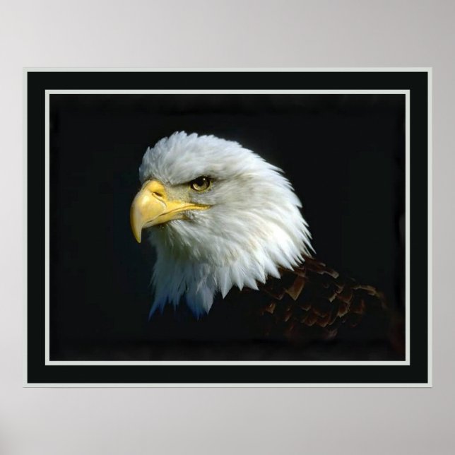 American Bald Eagle Poster (Vorne)
