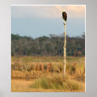American Bald Eagle Poster