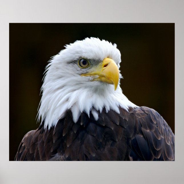 American Bald Eagle Poster (Vorne)