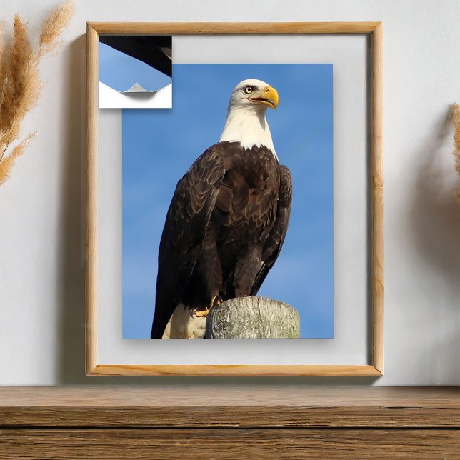 American Bald Eagle Poster (Von Creator hochgeladen)