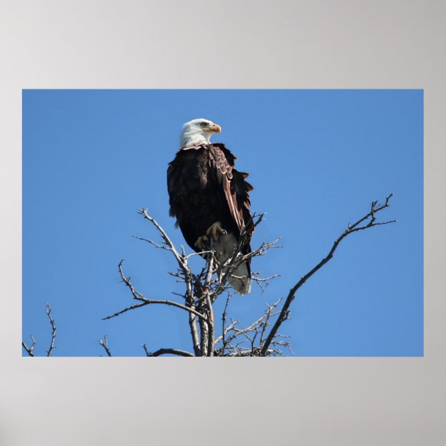 American Bald Eagle Poster (Vorne)