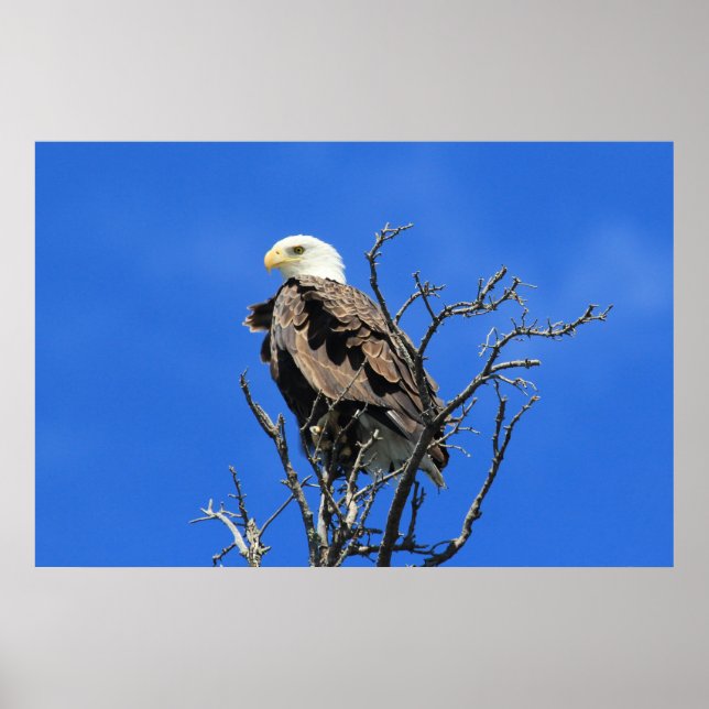 American Bald Eagle Poster (Vorne)