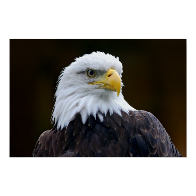 American Bald Eagle Poster (Vorderseite)