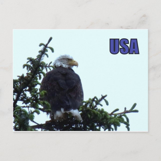 American Bald Eagle Postkarte (Vorderseite)