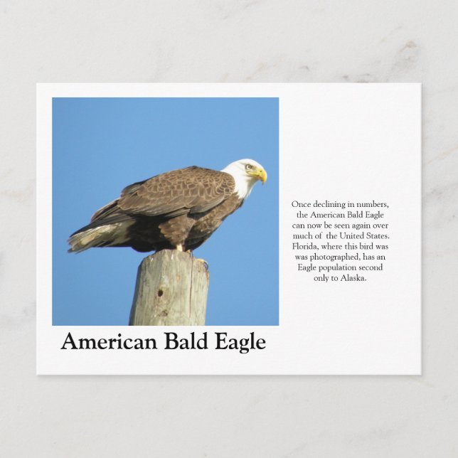 American Bald Eagle Postkarte (Vorderseite)