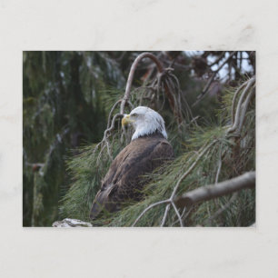 American Bald Eagle Postkarte