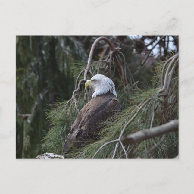 American Bald Eagle Postkarte (Vorderseite)