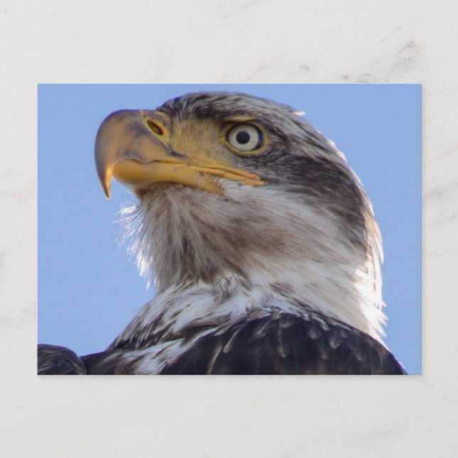 American Bald Eagle Postkarte (Vorderseite)