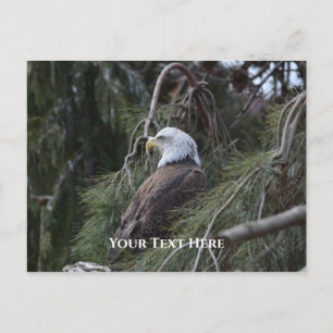 American Bald Eagle Postkarte