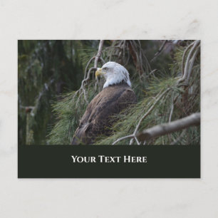 American Bald Eagle Postkarte