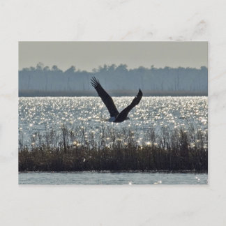 American Bald Eagle Postkarte