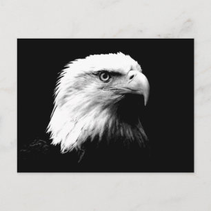 American Bald Eagle Postkarte