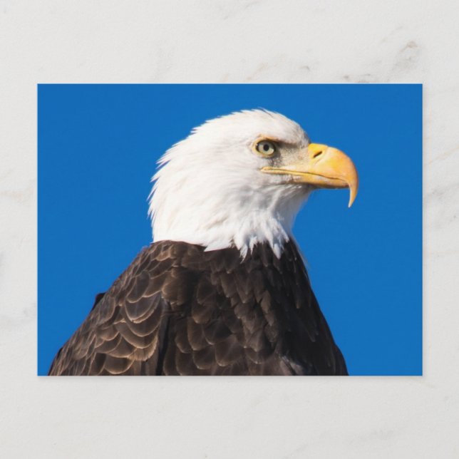 American Bald Eagle Postkarte (Vorderseite)