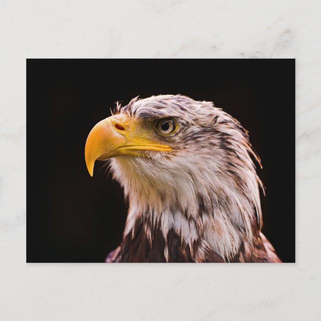 American Bald Eagle Postkarte (Vorderseite)