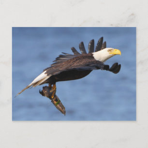 American Bald Eagle Postkarte