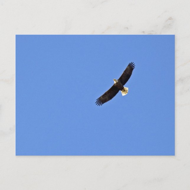 American Bald Eagle Postkarte (Vorderseite)