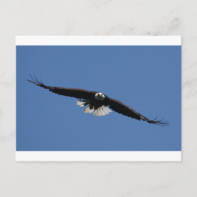 American Bald Eagle Postkarte (Vorderseite)