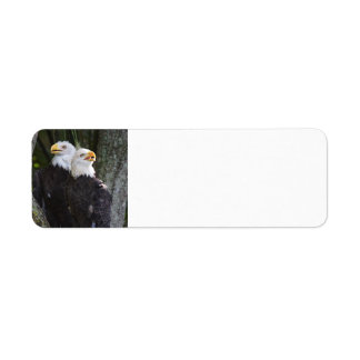 American Bald Eagle Rücksendeadressen-Aufkleber