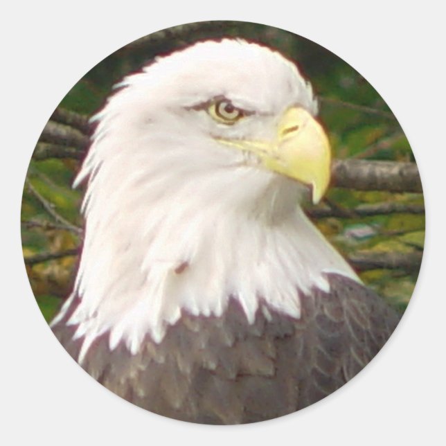 American Bald Eagle Sticker (Vorderseite)