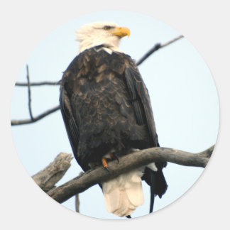 American Bald Eagle Sticker