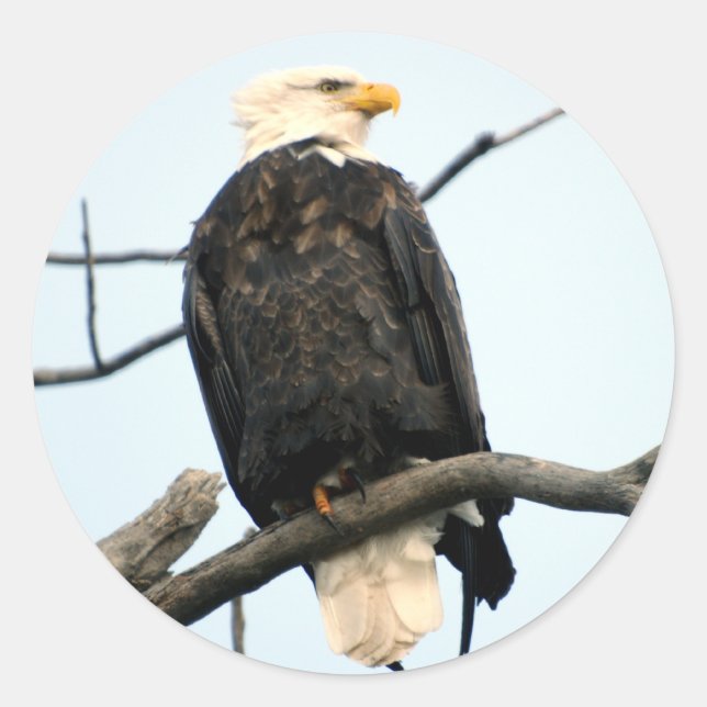 American Bald Eagle Sticker (Vorderseite)