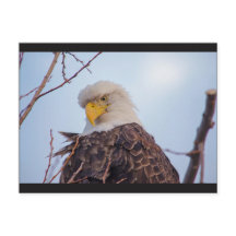 American Bald Eagle VII Postcard