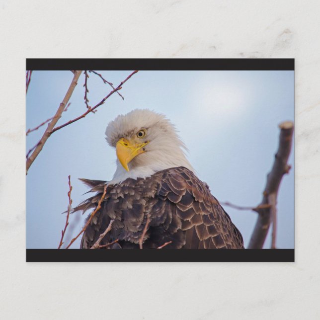 American Bald Eagle VII Postcard Postkarte (Vorderseite)